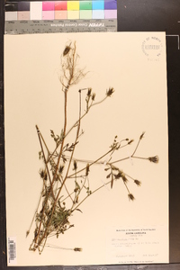 Bidens bipinnata image