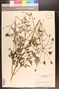 Bidens bipinnata image