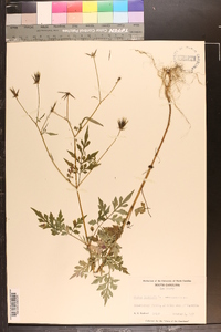 Bidens bipinnata image