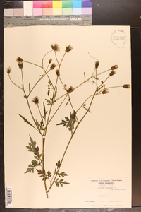 Bidens bipinnata image