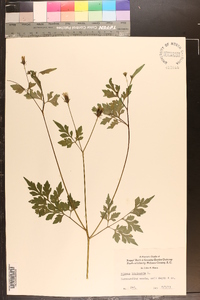 Bidens bipinnata image