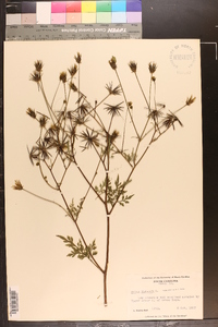 Bidens bipinnata image