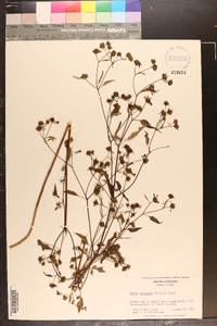 Bidens discoidea image