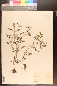 Bidens discoidea image