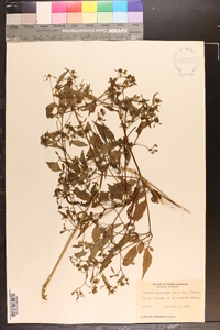 Bidens discoidea image