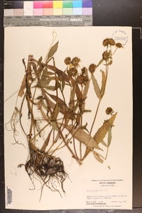 Bidens laevis image