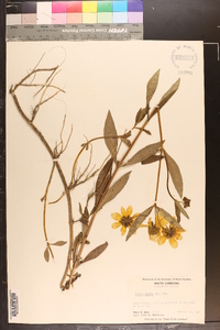 Bidens laevis image