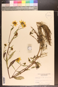 Bidens laevis image