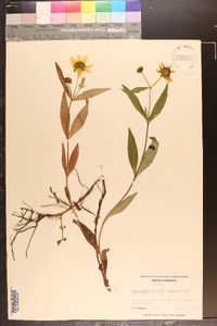 Bidens laevis image