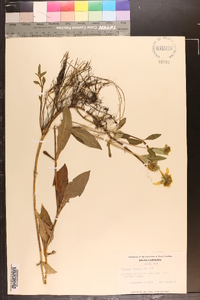 Bidens laevis image