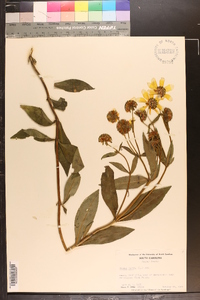 Bidens laevis image