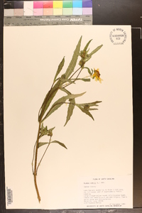 Bidens laevis image