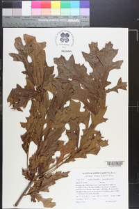 Quercus lyrata image