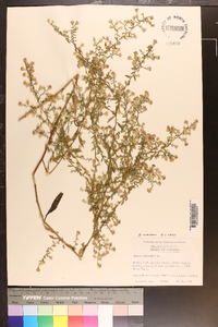 Aster fragilis image