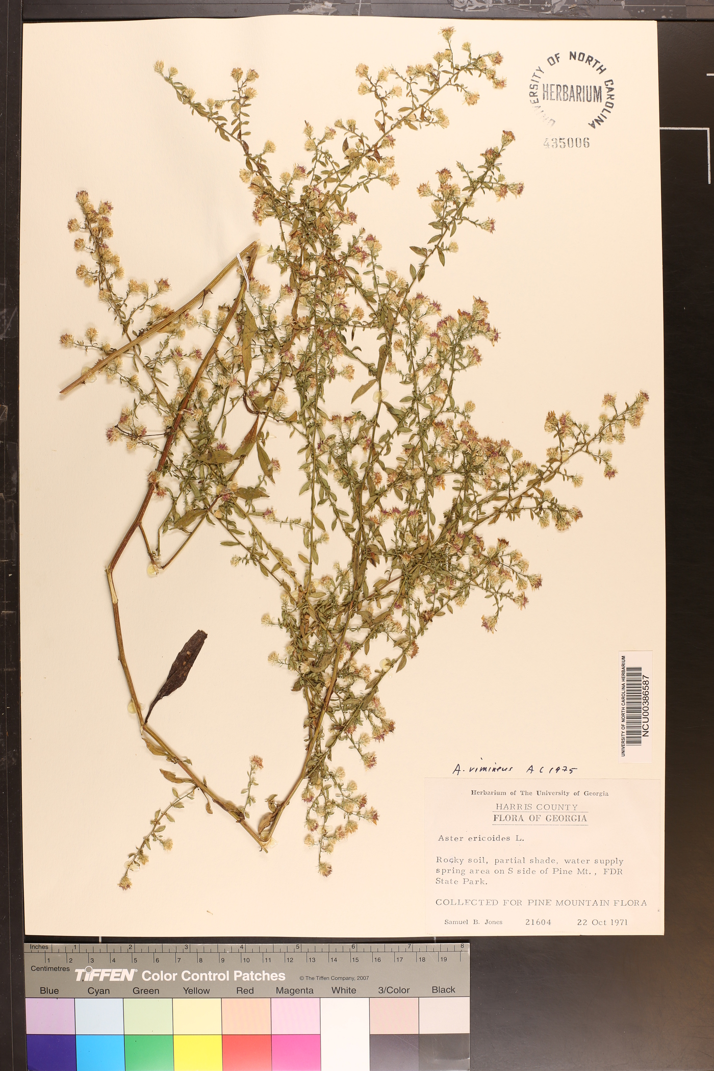 Aster fragilis image