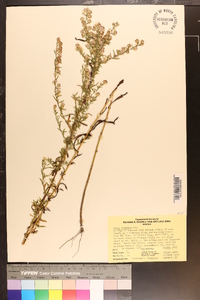 Aster fragilis image