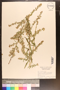 Aster fragilis image