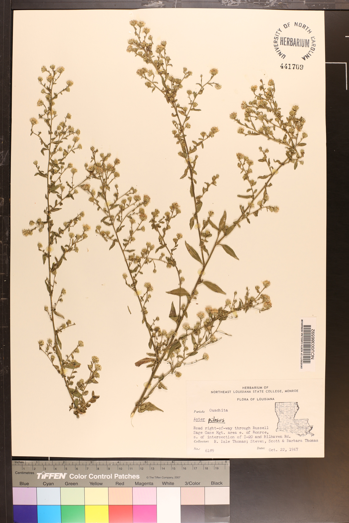 Aster fragilis image