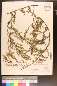 Aster fragilis image