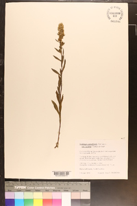 Solidago puberula image