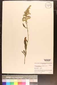 Solidago altissima var. altissima image