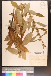 Solidago curtisii image