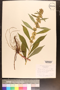 Solidago curtisii image