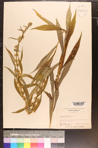 Solidago curtisii image