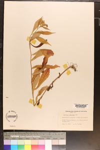 Solidago curtisii image