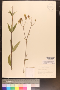 Silphium asteriscus image