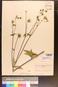 Silphium asteriscus var. trifoliatum image