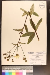 Silphium asteriscus image