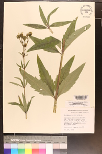 Silphium asteriscus var. trifoliatum image