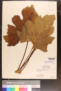 Silphium compositum image