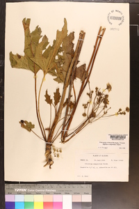 Silphium compositum image