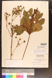 Silphium compositum image