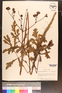 Silphium compositum image