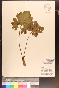 Silphium compositum image