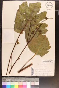 Silphium compositum image