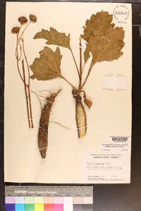 Silphium compositum image