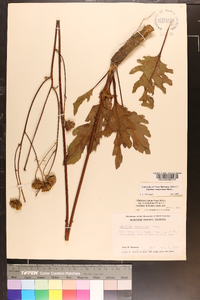 Silphium compositum image