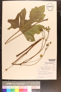 Silphium compositum image