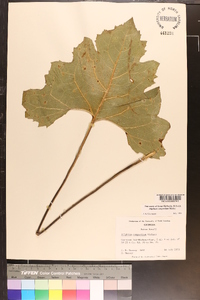 Silphium compositum image