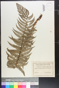 Polystichum aculeatum image