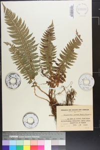 Polystichum aculeatum image