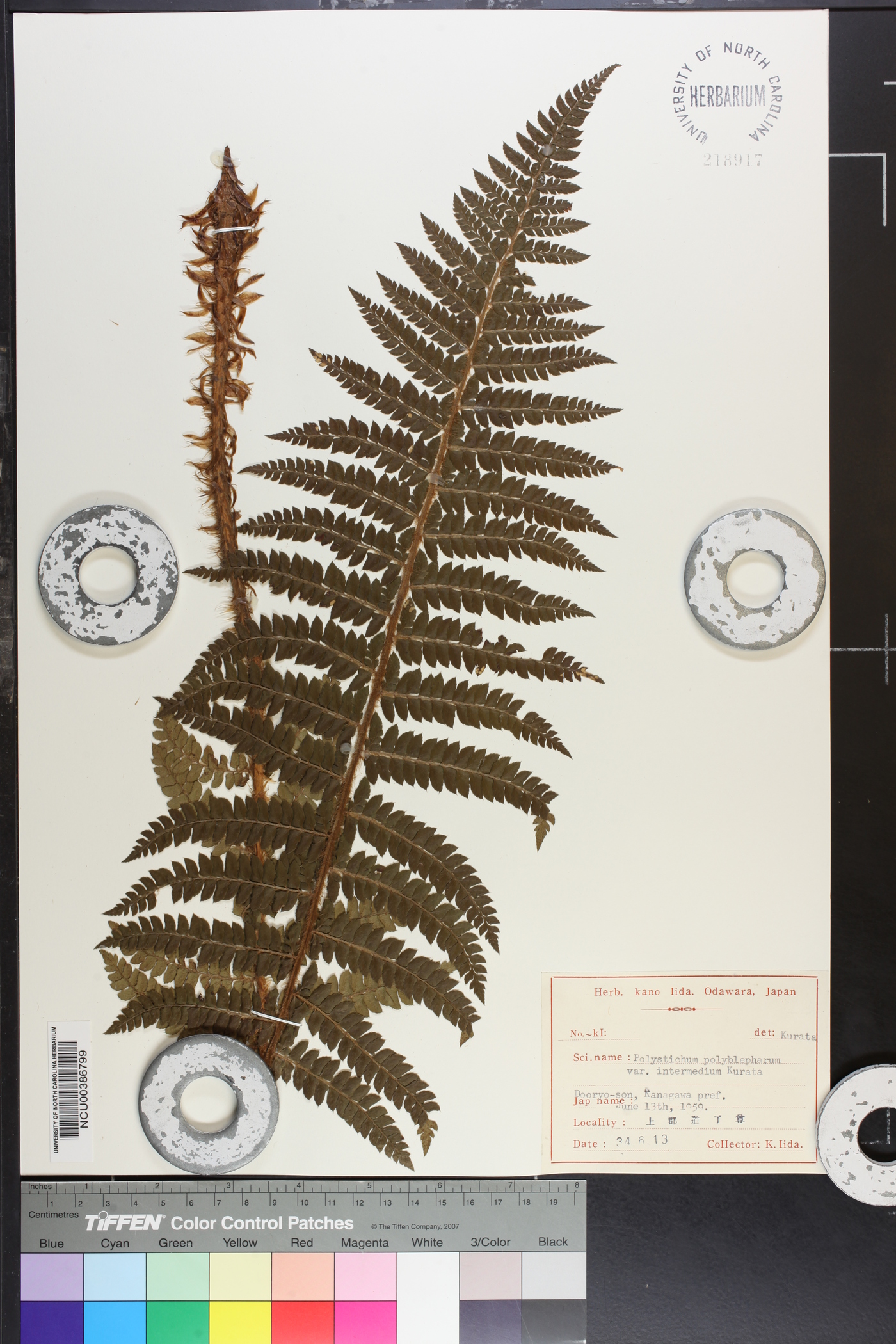 Polystichum polyblepharum image