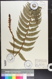 Polystichum pseudomakinoi image