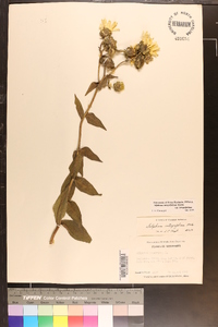 Silphium integrifolium image