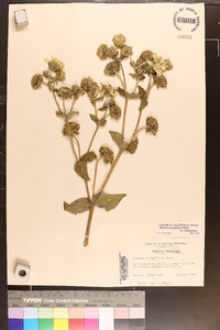 Silphium integrifolium image