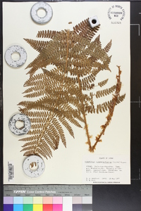 Polystichum retrosopaleaceum image